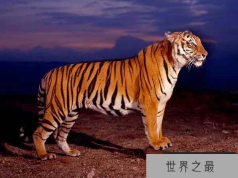 世界上最小的老虎，迷你巴里虎已经灭绝