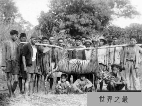 世界上最小的老虎，迷你巴里虎已经灭绝