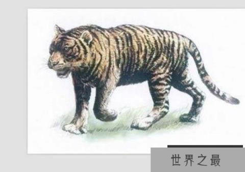 世界上最小的老虎，迷你巴里虎已经灭绝