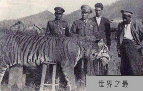 世界上最小的老虎，迷你巴里虎已经灭绝