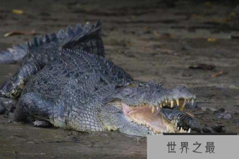 鳄鱼中体型最大的物种，咸水鳄体长可达7米
