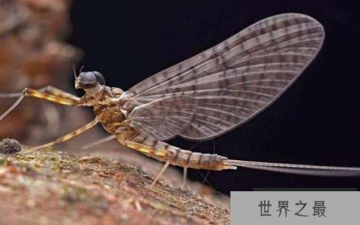 世界上寿命最短的昆虫,蜉蝣生命仅有几小时 世界上寿命最短的昆虫,蜉蝣生命仅有几小时
