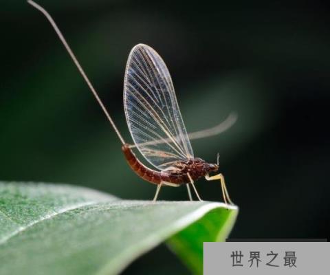 世界上寿命最短的昆虫,蜉蝣生命仅有几小时 世界上寿命最短的昆虫,蜉蝣生命仅有几小时