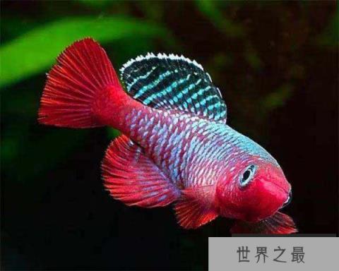 世界上生命最短暂的鱼,寿命仅有6星期