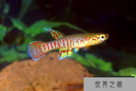 世界上生命最短暂的鱼,寿命仅有6星期