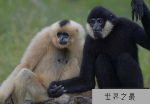 世界上最酷的猿,白颊长臂猿长相冷酷