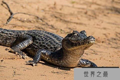 世界上最弱最小的鳄鱼，凯门鳄体长最多1.8米