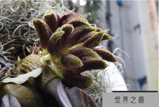 世界上十大最臭的花 领带兰奇臭无比(被广泛种植)