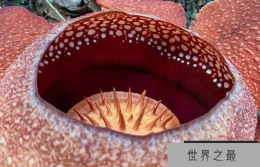 世界上十大最臭的花 领带兰奇臭无比(被广泛种植)