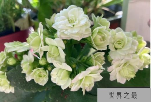 世界上十大最美长寿花 绿巴黎观赏价值高(比较漂亮)