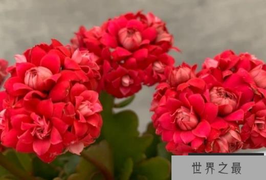 世界上十大最美长寿花 绿巴黎观赏价值高(比较漂亮)