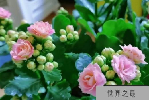 世界上十大最美长寿花 绿巴黎观赏价值高(比较漂亮)