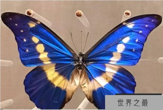 世界售价最高的十大昆虫 彩虹锹甲高9万美元(比较漂亮)