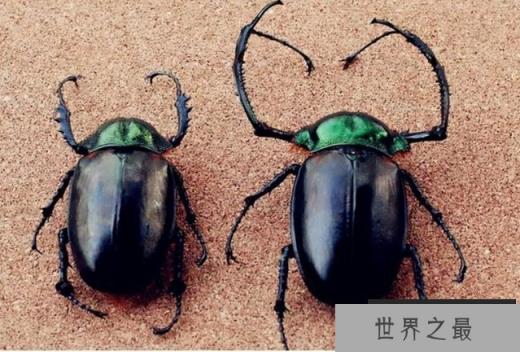 世界售价最高的十大昆虫 彩虹锹甲高9万美元(比较漂亮)