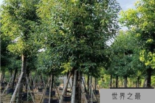 世界上十大吉祥树 银杏著名的长寿树(生长速度慢)