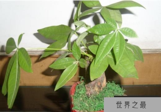 世界上十大吉祥树 银杏著名的长寿树(生长速度慢)