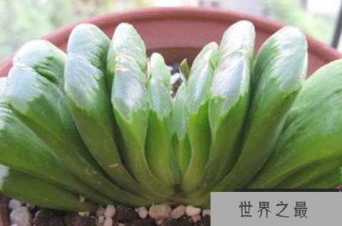 世界上十大最贵多肉植物 白皮月界根部比较硬(比较稀有) 世界上十大最贵多肉植物 白皮月界根部比较硬(比较稀有)
