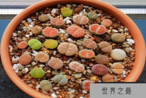 世界上十大最贵多肉植物 白皮月界根部比较硬(比较稀有) 世界上十大最贵多肉植物 白皮月界根部比较硬(比较稀有)