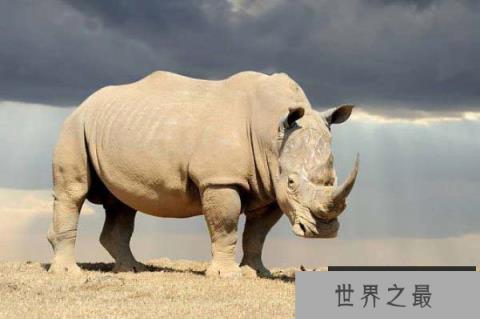 世界上最强壮的动物,犀牛为濒危物种