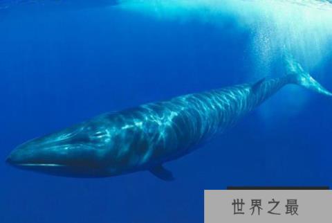 世界上游泳最快的鲸鱼，塞鲸时速达65千米