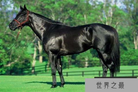 世界上跑得最快的马 纯血马速度每秒19米 世界上跑得最快的马 纯血马速度每秒19米