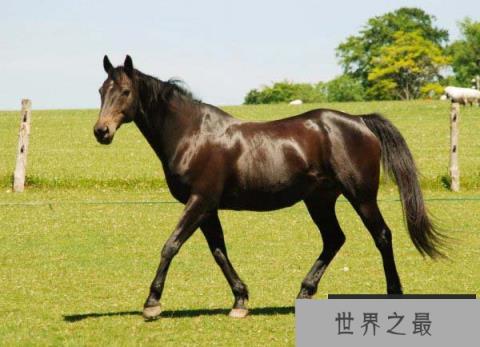 世界上跑得最快的马 纯血马速度每秒19米 世界上跑得最快的马 纯血马速度每秒19米