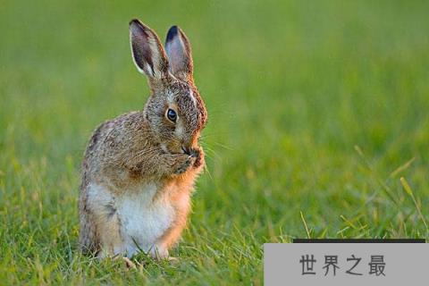 世界上跑得最快的兔子,欧洲野兔时速达72千米