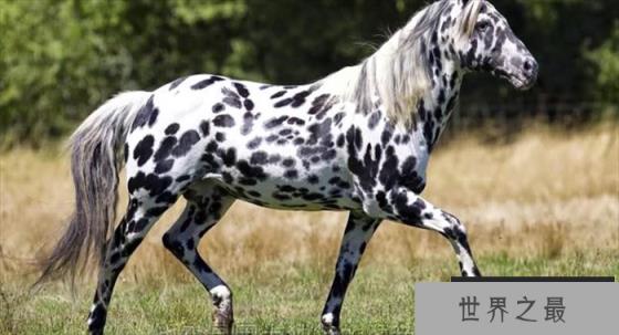 世界上最知名的4种马,原来还有这几种,看完长见识了! 世界上最知名的4种马,原来还有这几种,看完长见识了!
