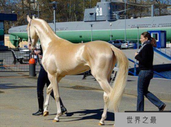 世界上最知名的4种马,原来还有这几种,看完长见识了! 世界上最知名的4种马,原来还有这几种,看完长见识了!