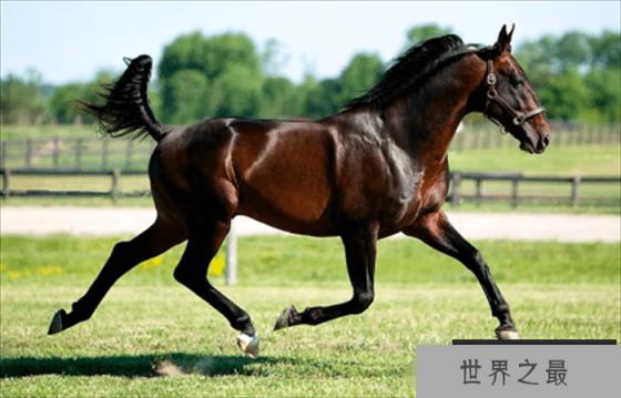 世界上最知名的4种马,原来还有这几种,看完长见识了! 世界上最知名的4种马,原来还有这几种,看完长见识了!