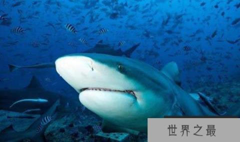 世界上最好斗的鲨鱼