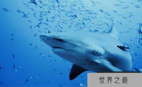世界上最好斗的鲨鱼