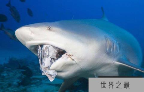 牛鲨为什么会攻击人