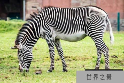 世界上体型最大的斑马,细纹斑马体长达2.75米 世界上体型最大的斑马,细纹斑马体长达2.75米