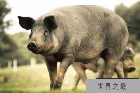 世界上最好的猪品种，伊比利亚黑猪居第一