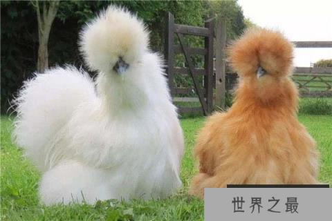 世界上最好的宠物鸡,丝羽乌骨鸡中国特有