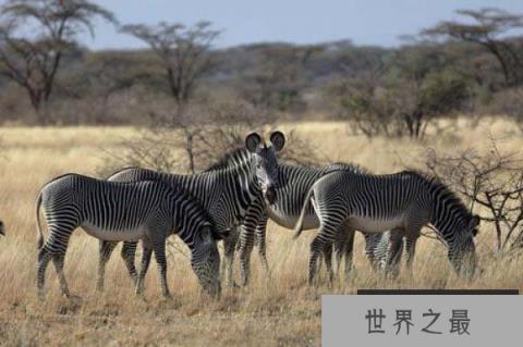 世界上体型最大的斑马,细纹斑马体长达2.75米 世界上体型最大的斑马,细纹斑马体长达2.75米