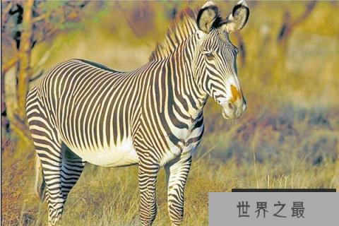 世界上体型最大的斑马,细纹斑马体长达2.75米 世界上体型最大的斑马,细纹斑马体长达2.75米