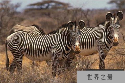 世界上体型最大的斑马,细纹斑马体长达2.75米 世界上体型最大的斑马,细纹斑马体长达2.75米