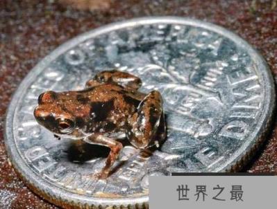 世界上最小的青蛙，阿马乌童蛙体长仅7毫米