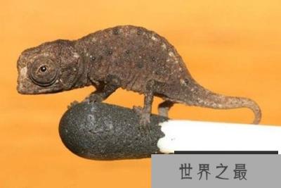 世界上最小的蜥蜴，雅拉瓜壁虎身长仅1.6厘米
