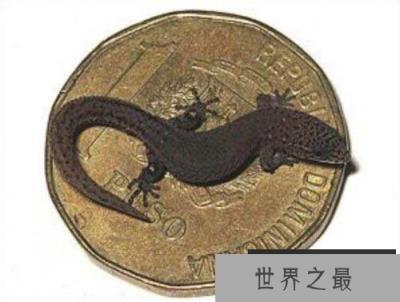 世界上最小的蜥蜴，雅拉瓜壁虎身长仅1.6厘米