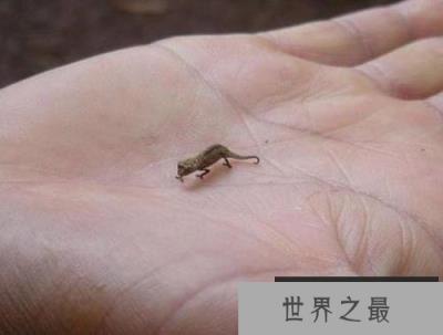 世界上最小的蜥蜴，雅拉瓜壁虎身长仅1.6厘米