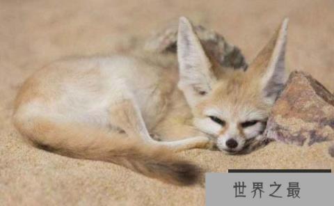 世界上最小的狐狸，耳廓狐有双大耳朵