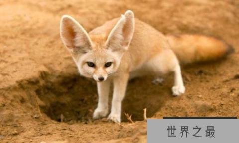 世界上最小的狐狸，耳廓狐有双大耳朵