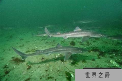 世界上最小十种鲨鱼，第一位是硬背侏儒鲨