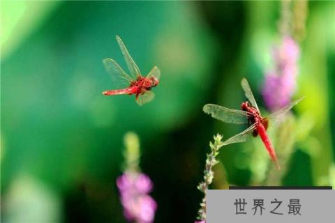 世界上最小的蜻蜓,侏红小蜻体长不足15毫米 世界上最小的蜻蜓,侏红小蜻体长不足15毫米