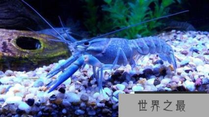 蓝色龙虾 蓝色龙虾