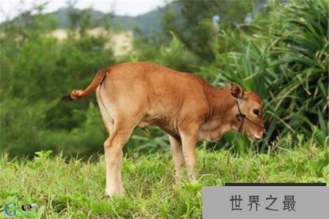 中国体型最小的牛,小狗牛体型和狗差不多 中国体型最小的牛,小狗牛体型和狗差不多