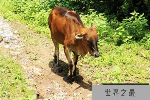 中国体型最小的牛,小狗牛体型和狗差不多 中国体型最小的牛,小狗牛体型和狗差不多